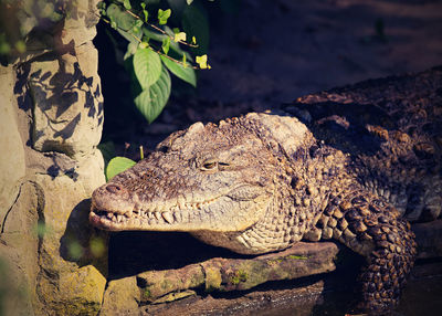 Close-up of crocodile