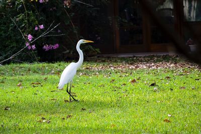 Bird on grass against plants