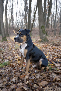 Dog looking away in forest
