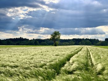 Scenic view of agricultural field against sky