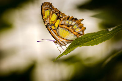 Close-up of butterfly pollinating flower