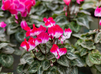 Close-up of pink roses