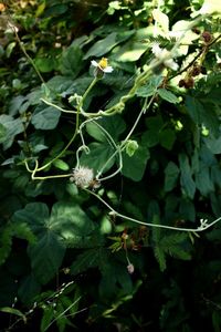 High angle view of white flowering plant