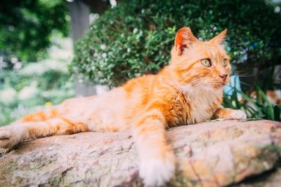 Close-up of ginger cat