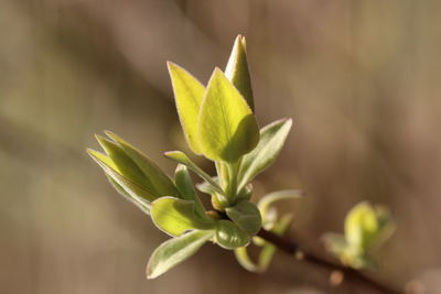 Close-up of plant leaves