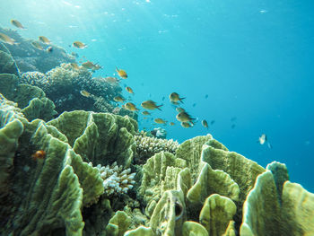 School of fish swimming by corals in sea