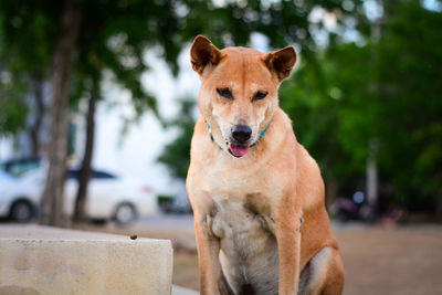 Portrait of dog looking at camera