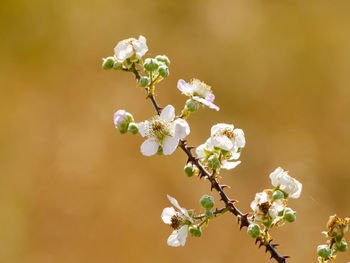 Close-up of white flowers on branch