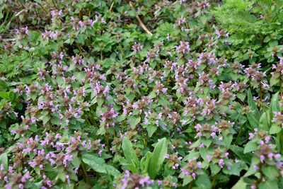 High angle view of purple flowering plants on field