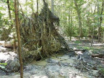 Trees growing in forest