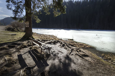 Scenic view of frozen lake in forest