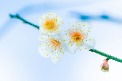 Close-up of fresh blue flowers against sky