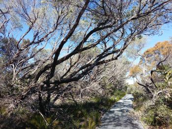 Footpath amidst trees in forest