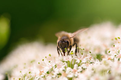 Close-up of bee pollinating on flower