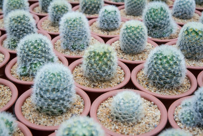 Full frame shot of succulent plants