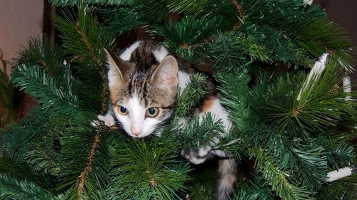Katze im weihnachtsbaum 