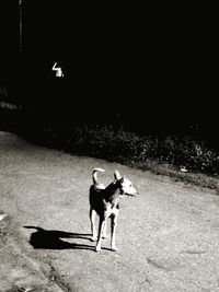 Man and dog on field at night