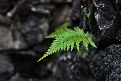 Close-up of fresh green plant