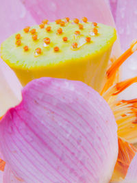 Close-up of pink flower