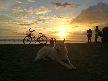 Dogs at beach during sunset