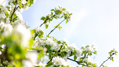 Close-up of white flowering plant against sky