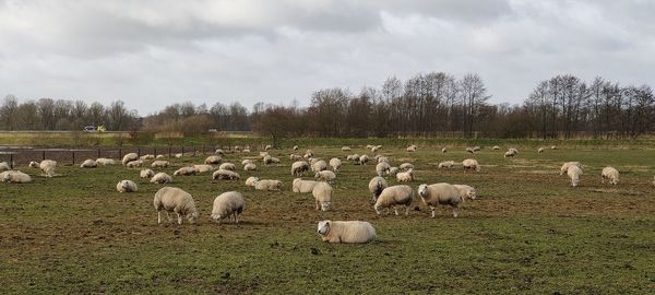 Sheep grazing in a field