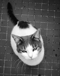 High angle portrait of cat relaxing on floor