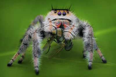 Close-up of spider