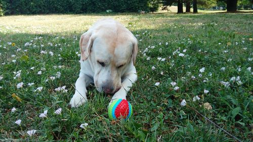 Close-up of puppy on field