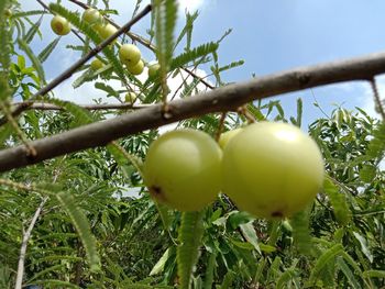 Close-up of fruits growing on tree