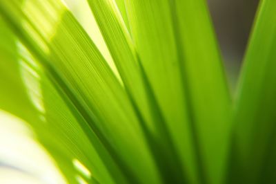 Close-up of palm tree leaves