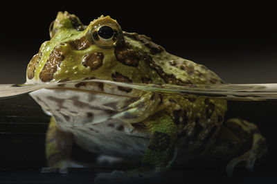 Close-up of frog on black background