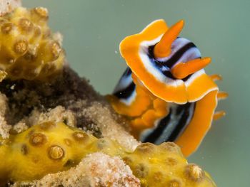 Close-up of underwater