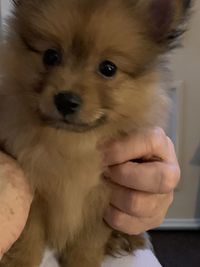 Close-up of hand holding dog