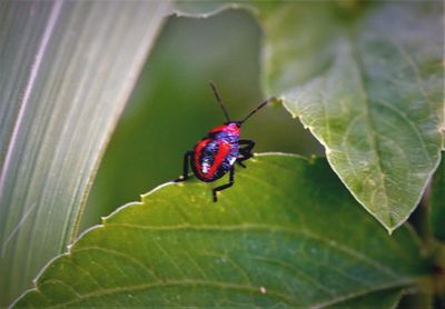 Close-up of insect on leaf