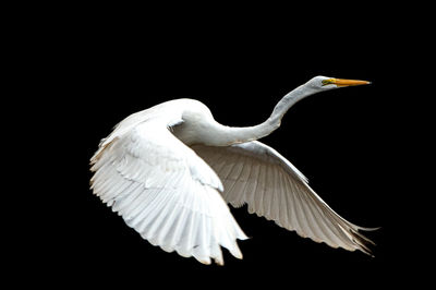 Close-up of egret against black background