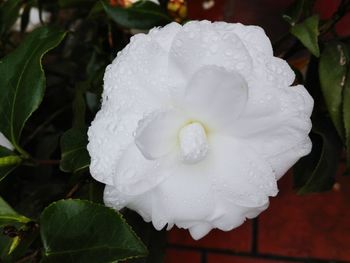 Close-up of wet white rose blooming outdoors