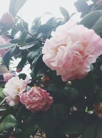 Close-up of pink rose