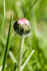 Close-up of flower bud on plant