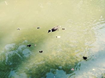 High angle view of fishes swimming in lake