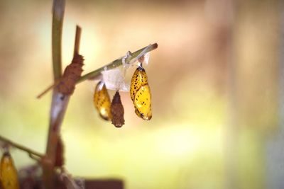Close-up of butterfly pollinating on yellow flower