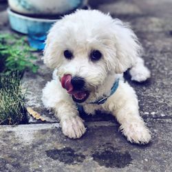 Close-up portrait of white dog