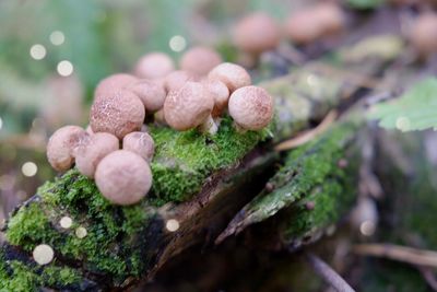 Close-up of mushrooms growing on tree trunk