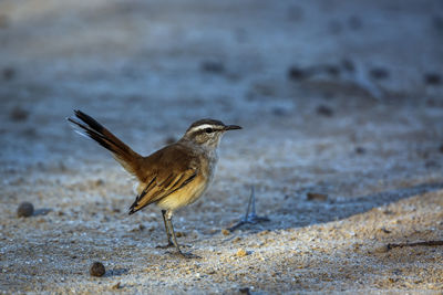 Close-up of bird perching on rock