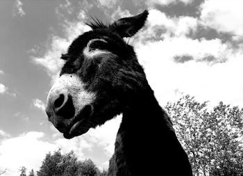 Low angle portrait of horse against sky