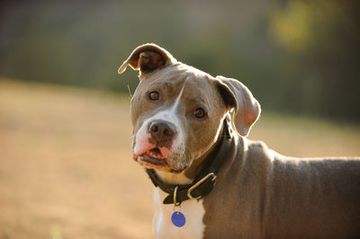 Close-up portrait of hunting dog