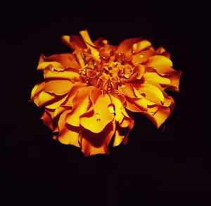 Close-up of yellow flower blooming against black background