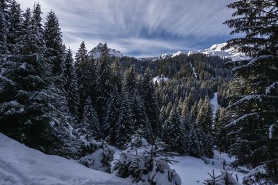 Snow covered pine trees in forest against sky