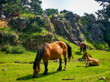 Horses grazing in a field