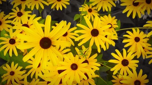 Close-up of yellow flowers in park